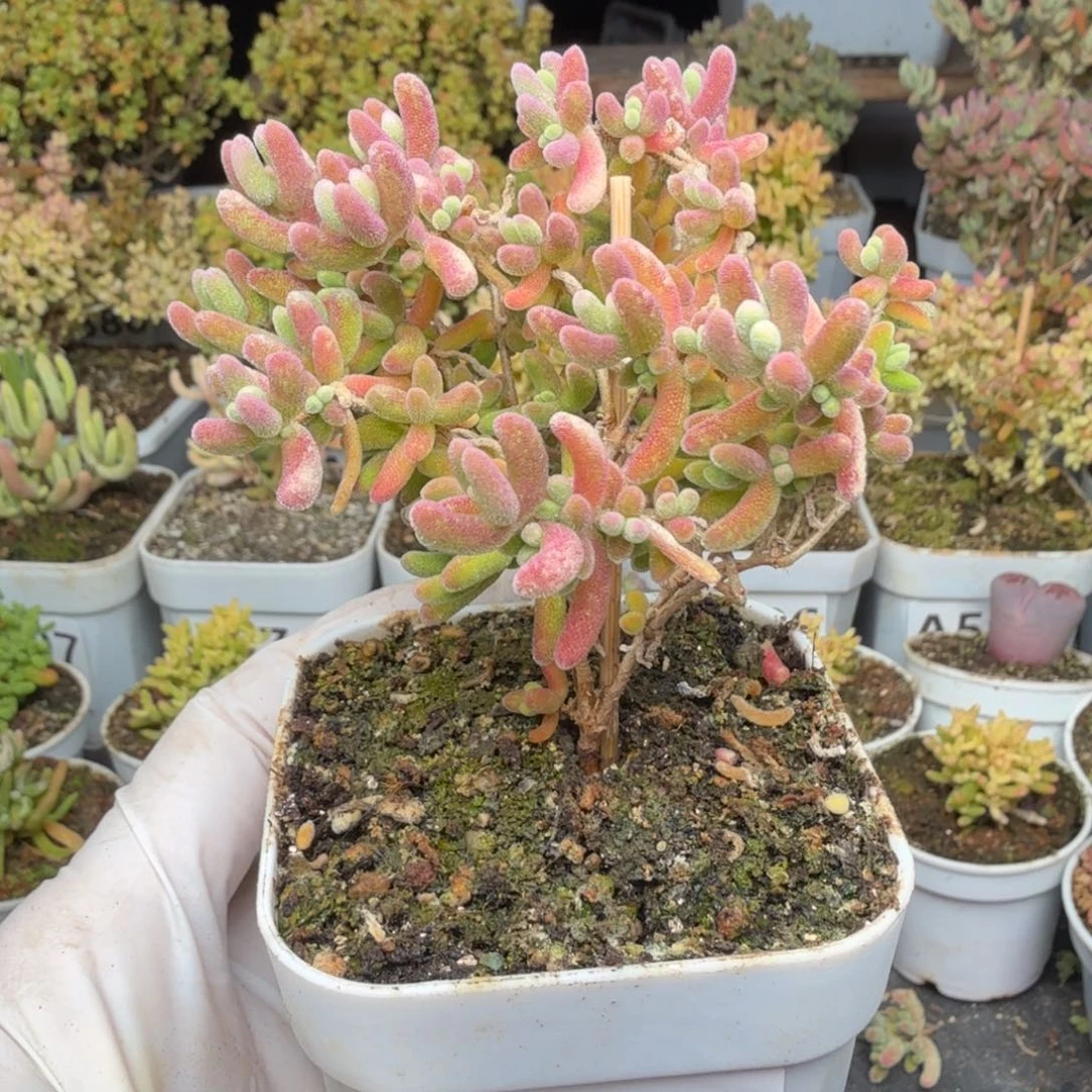 A630红叶枝干福利一颗