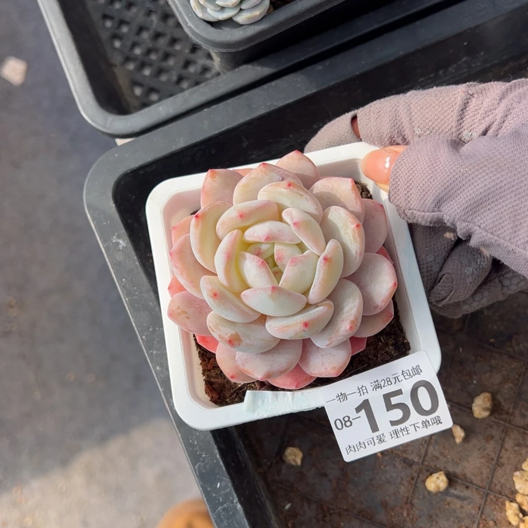 橙梦露多肉多肉多肉