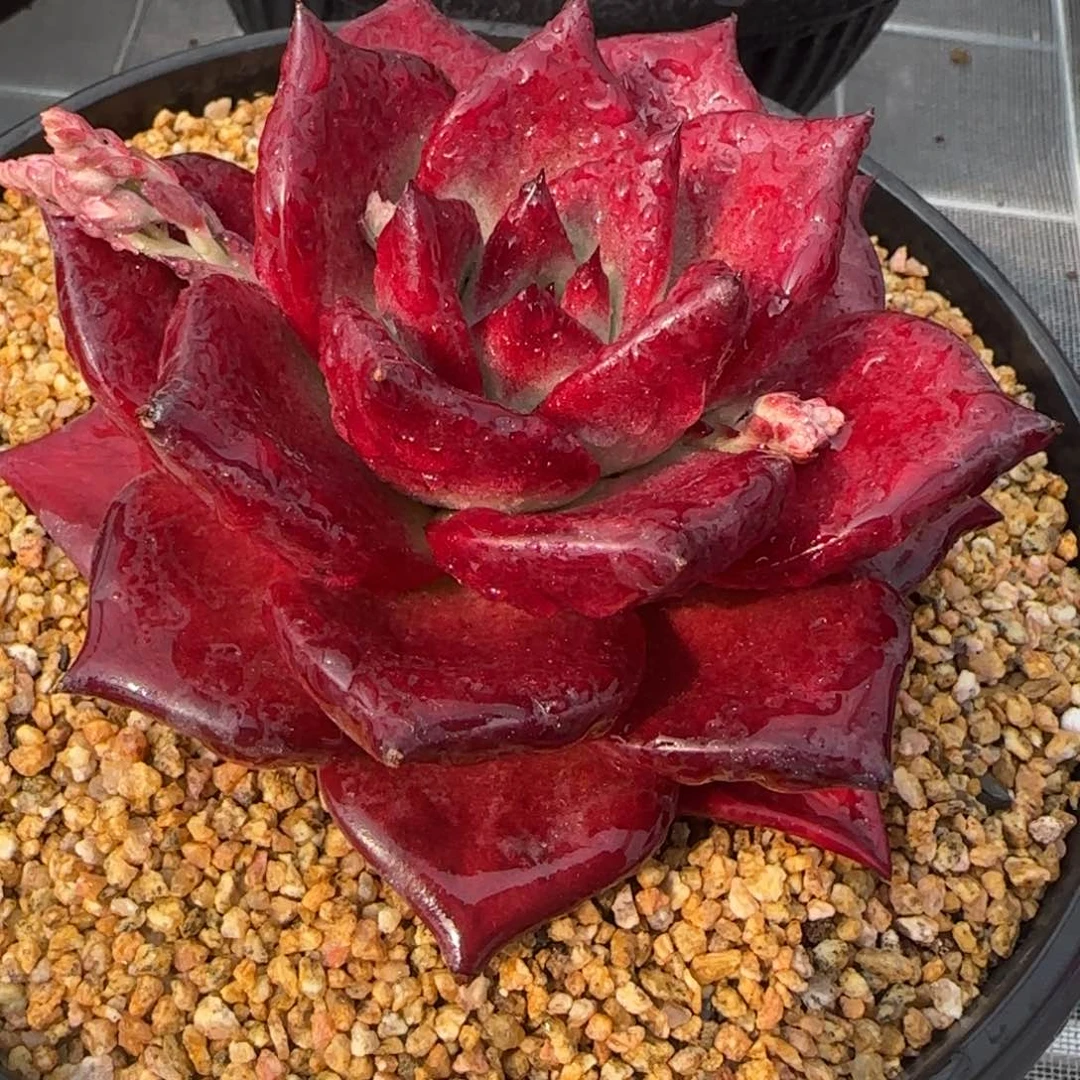 从前慢花园多肉精选0217-罗宾