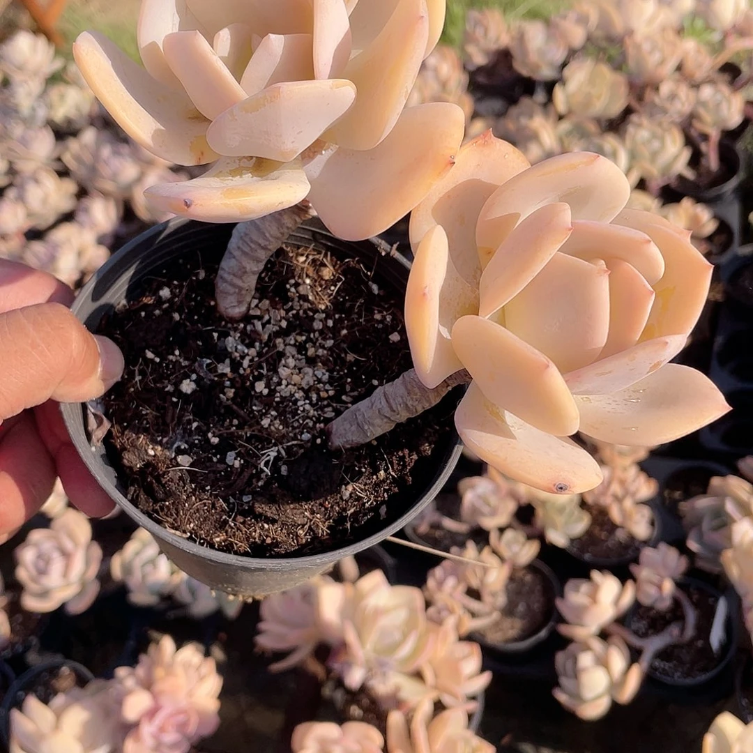 小**?2429  白凤  六月六