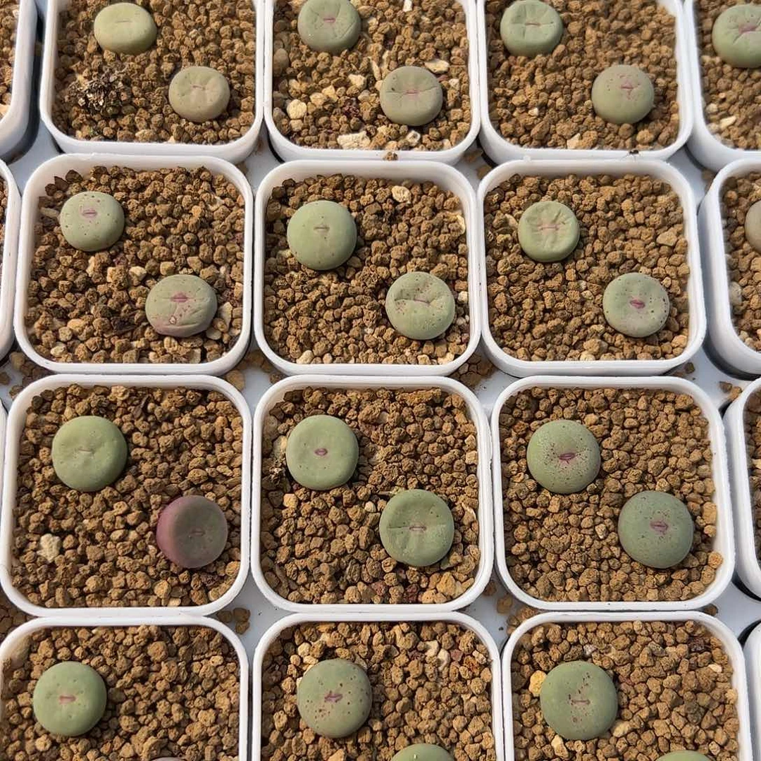 0000量拍小红嘴(大型)5颗脱土发