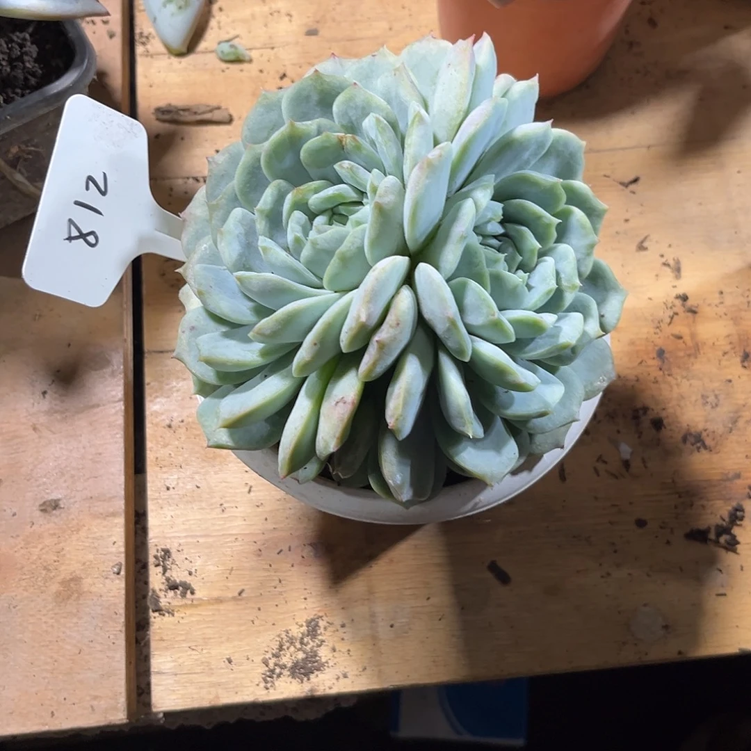 芋***糖00000000000000000812