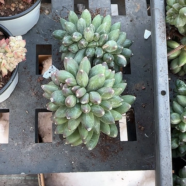 贝*青蛙王子儿童牙膏111