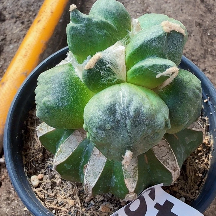 龍***一无花朵449大型叉尤白肌蛋蛋东四