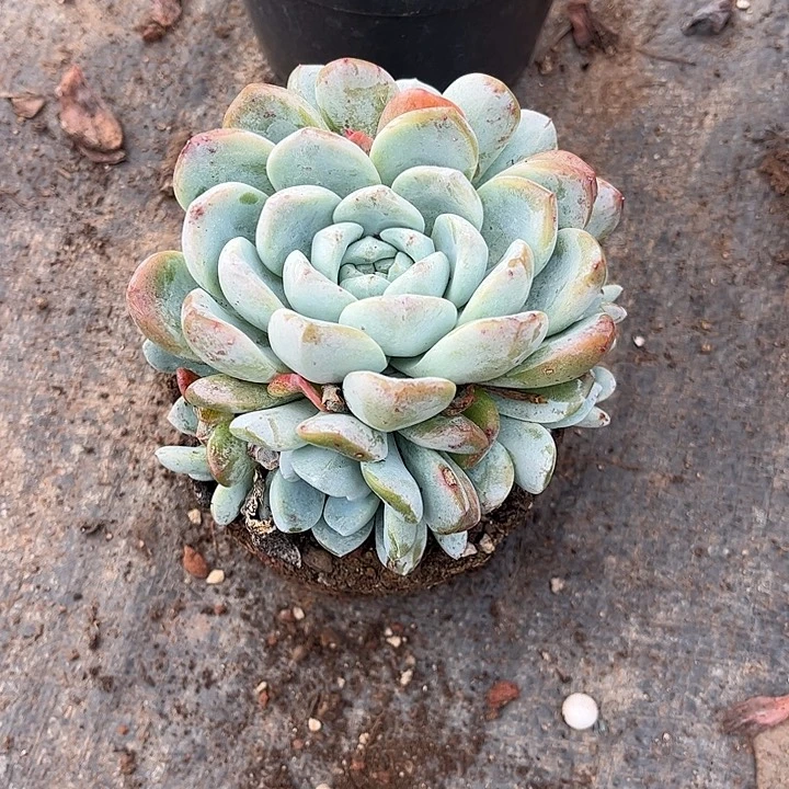 ****️冰玉手捧花，一物一拍