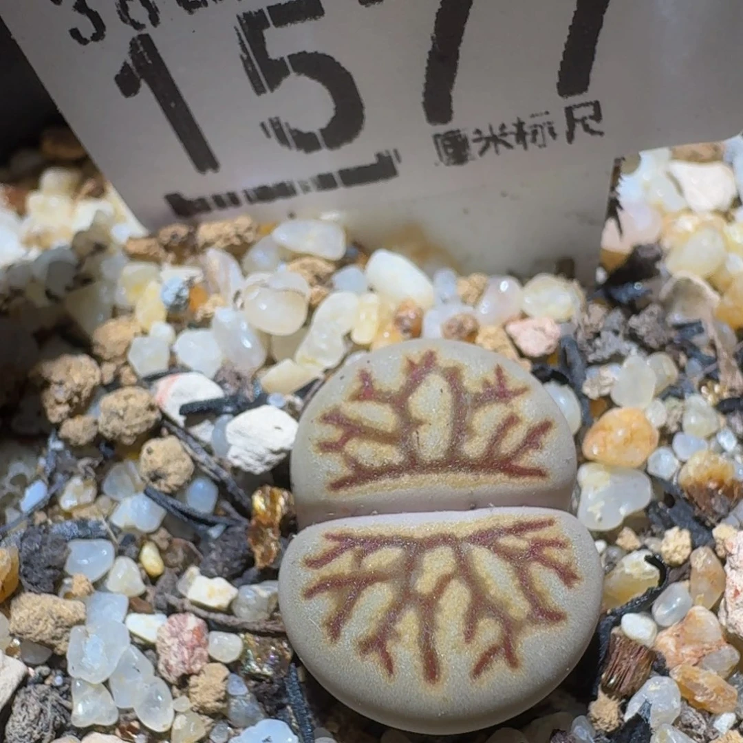 Ssss精品生石花1577