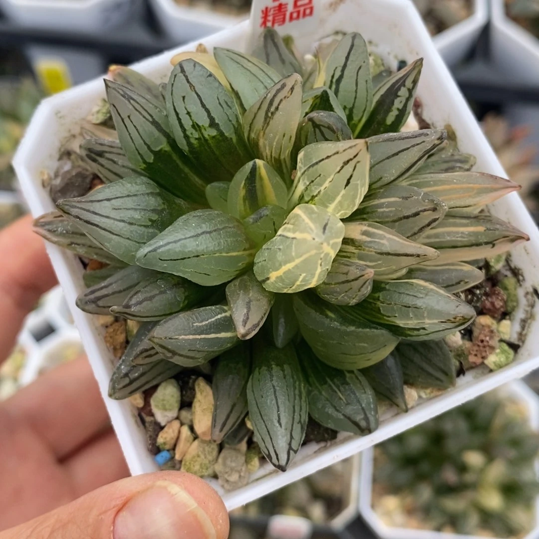 完全开放15西瓜寿锦