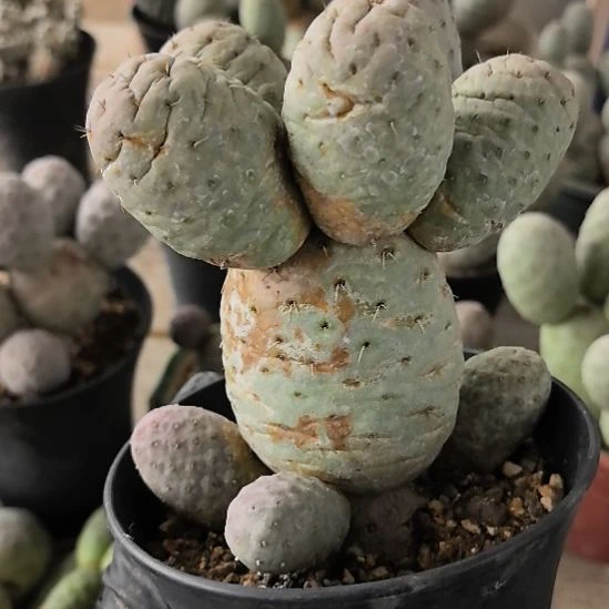 遇***࿐习志野仙人球直播