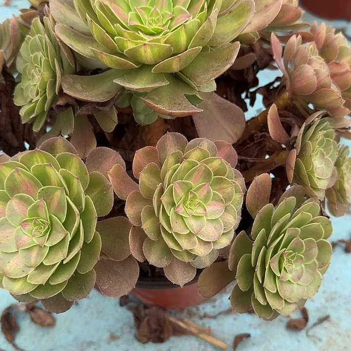 0785倾城中班多肉植物