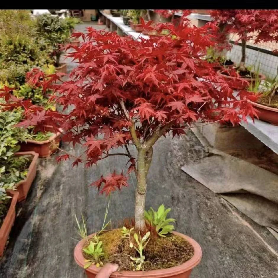 直播间一物一拍黄金枫红枫花苗