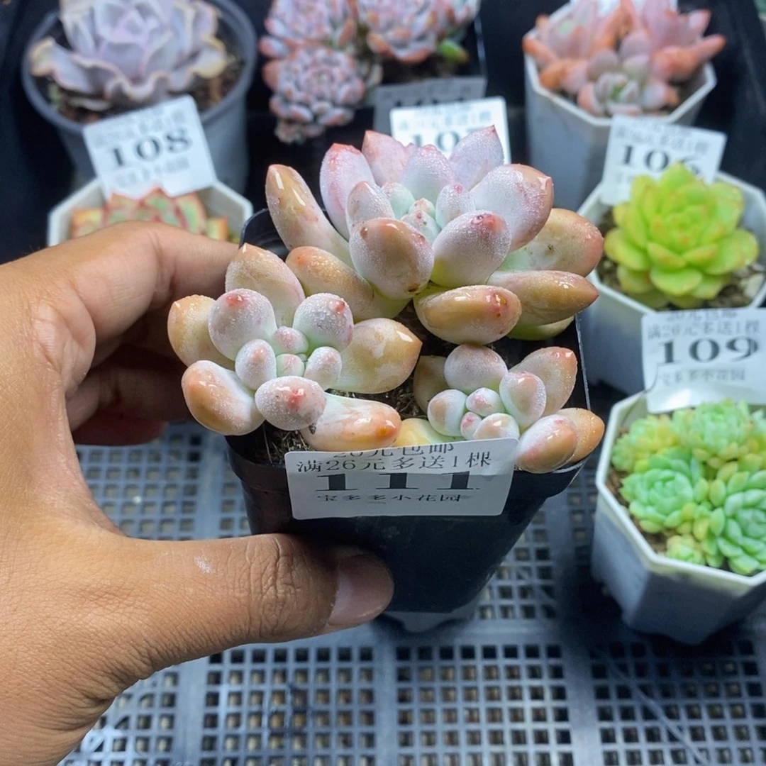 四头老桩香水一物一拍满20包邮满26送一颗多肉