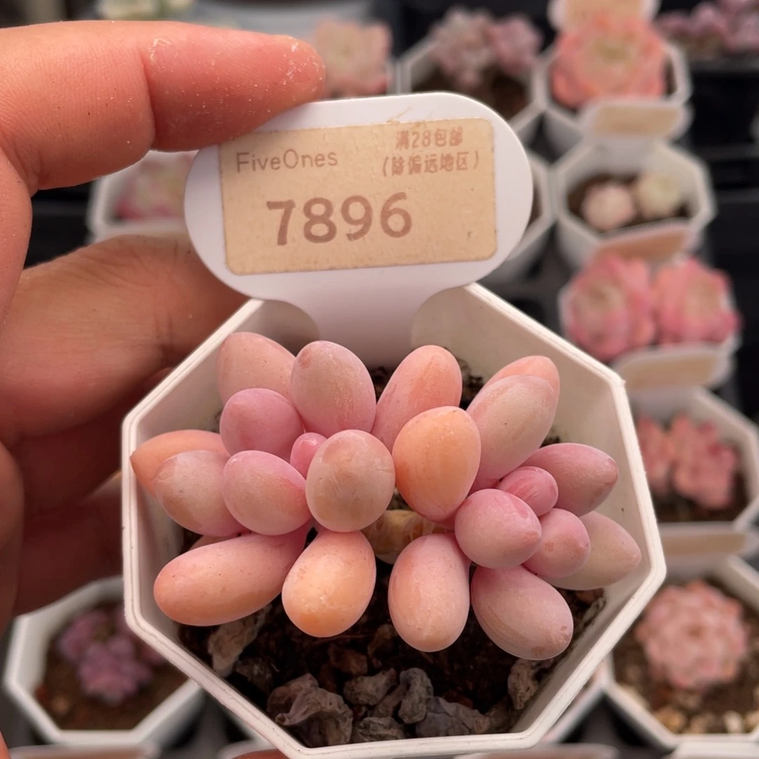 粉色恋人7896-6.5厘米