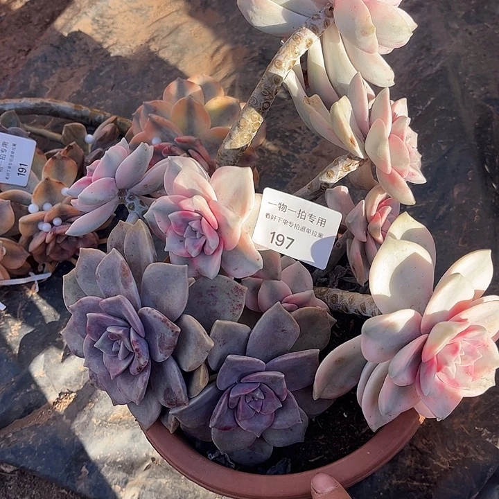 林****紫乐锦群，一物一拍