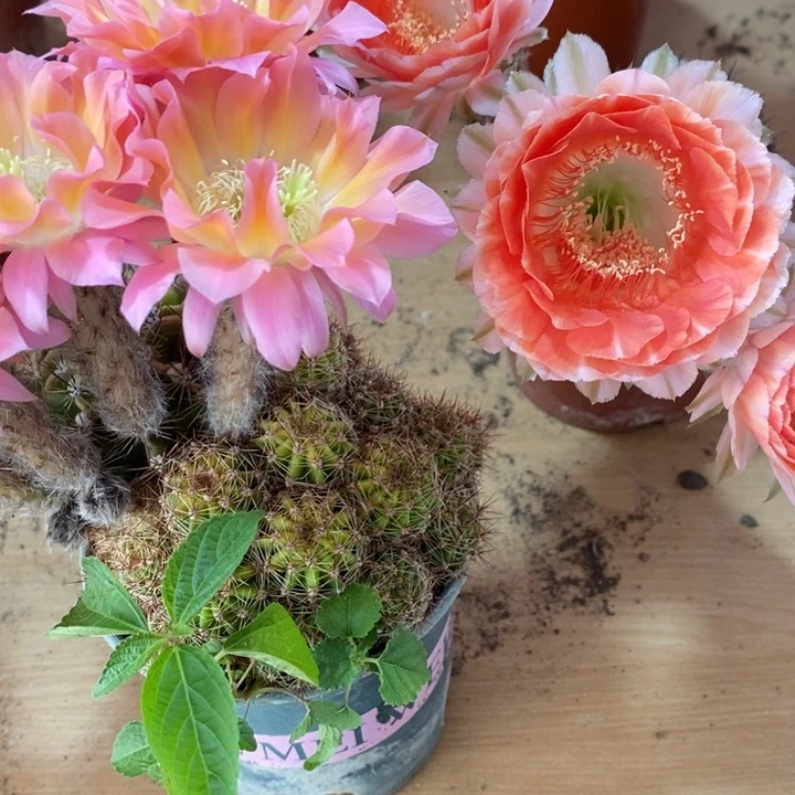 晚*?彩草仙人球系列