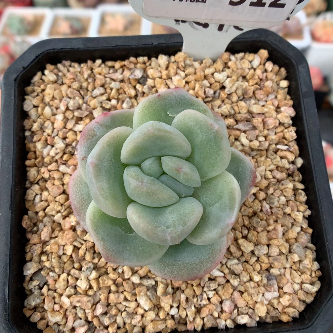 512冰玉石化多肉植物