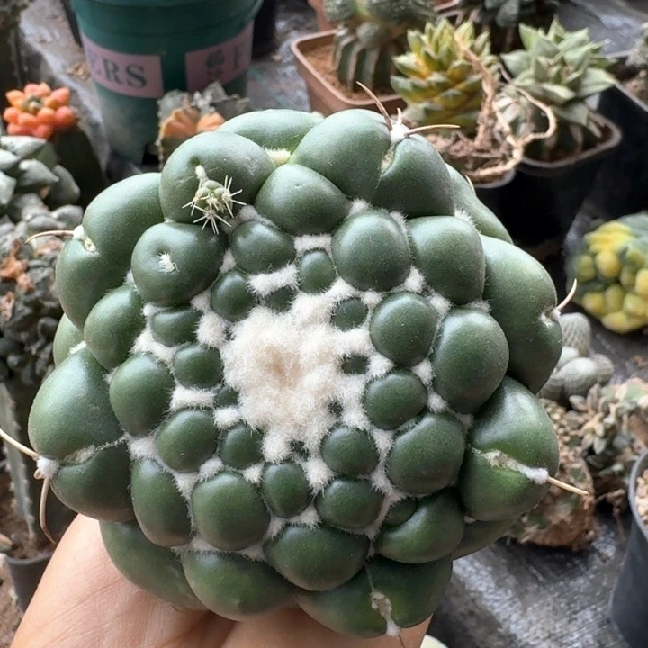 半***糖748蜘蛛眼无刺象牙仙人球