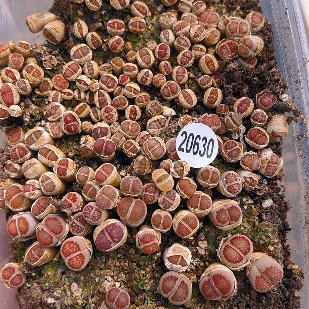 20630美菊11111111111111