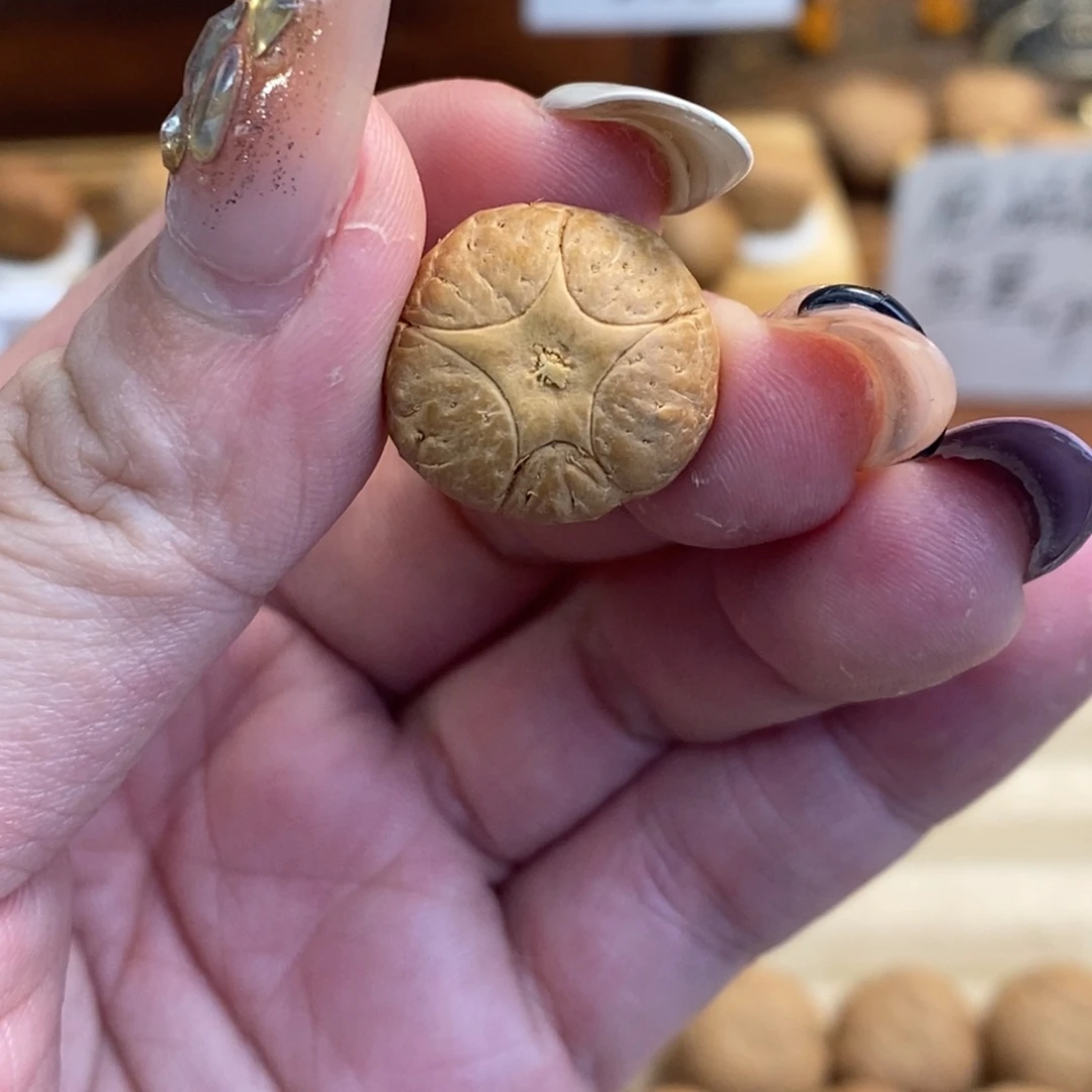 凤眼菩提吊坠17.9五星单颗