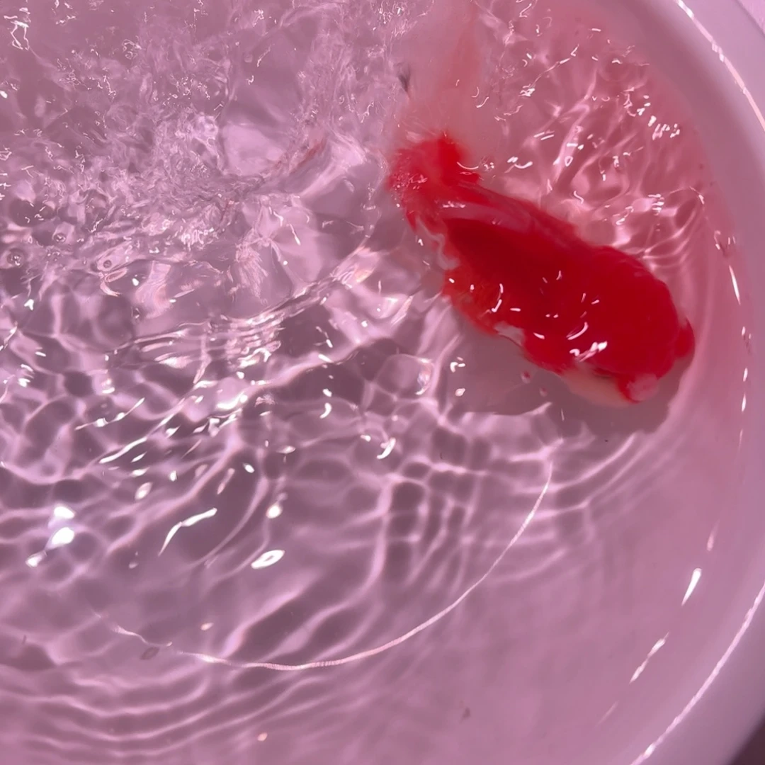 金鱼一条百褶泰狮包邮