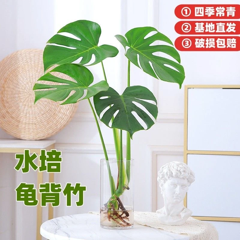 开背老桩龟背竹土水培盆栽北欧风大叶去甲醛绿植办公水培龟背竹