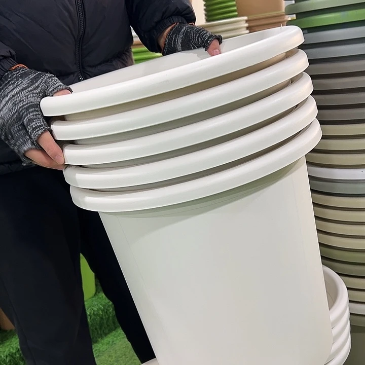 微瑕8号四季口39.4高37白色无托5只