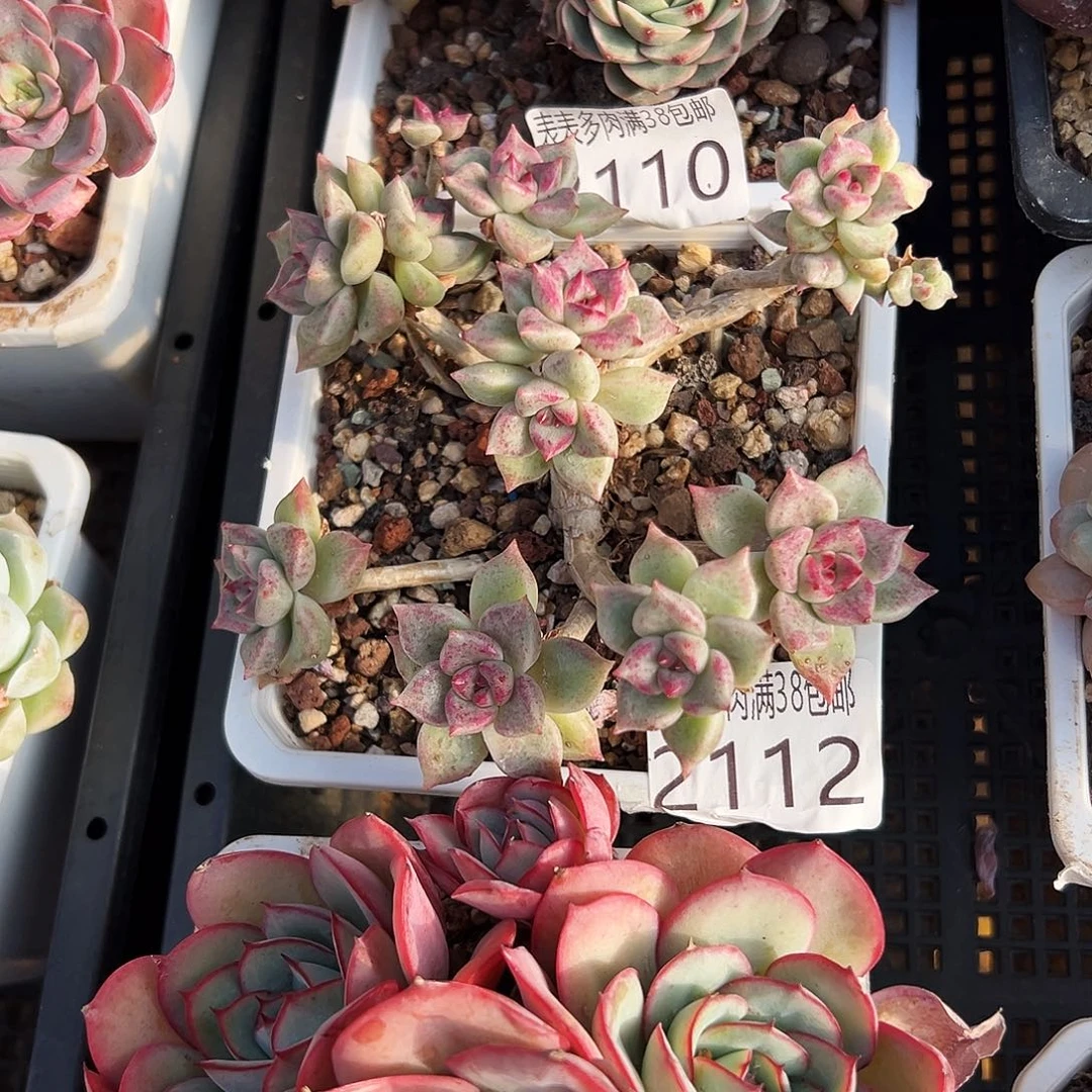 多肉一物一拍植物2112