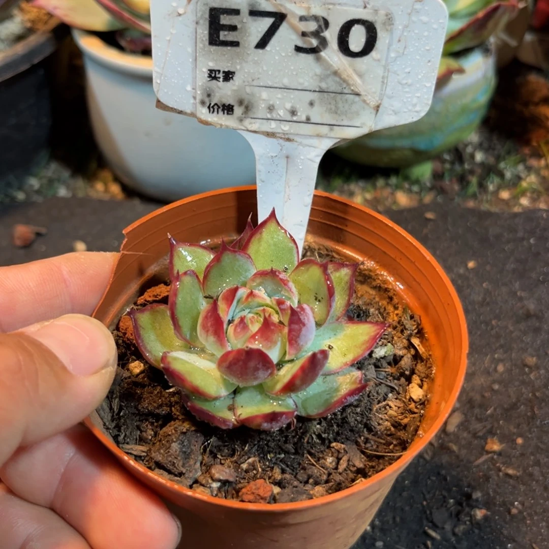 惊鸿石化730仙子多肉植物