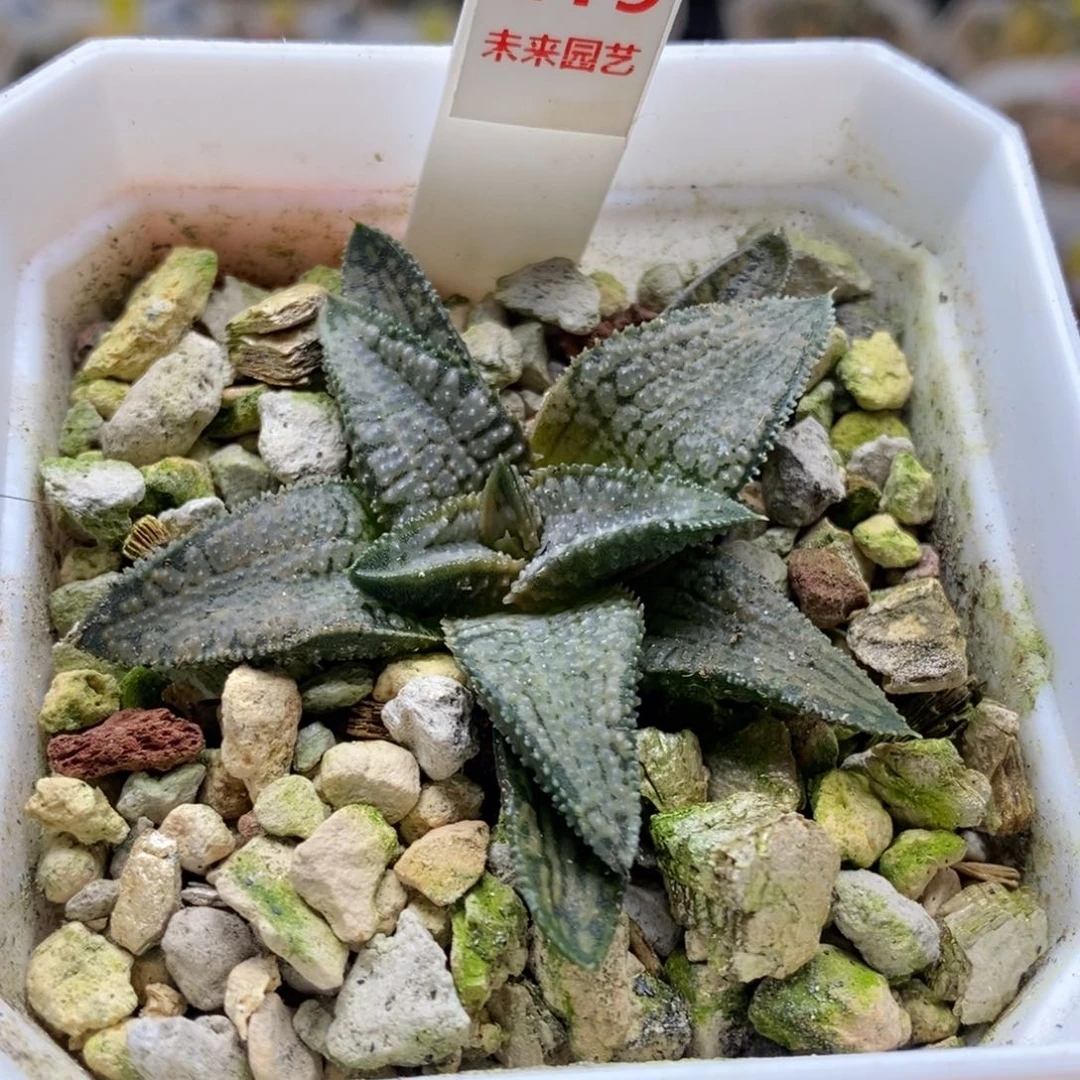219号银狼蛛硬叶多肉