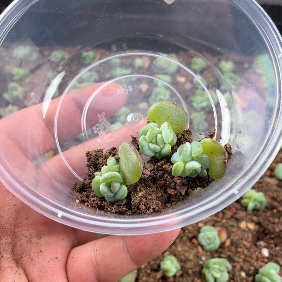 豆包珍妮一份三颗162