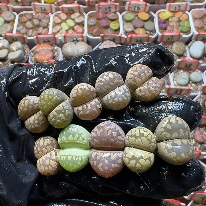 生石花23:：。    63号