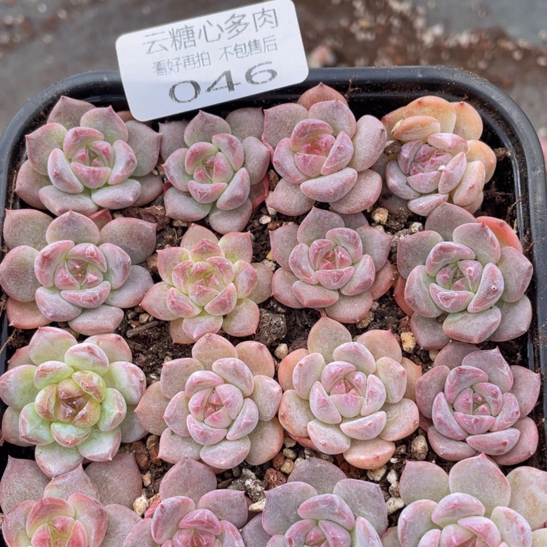 云糖心多肉植物46