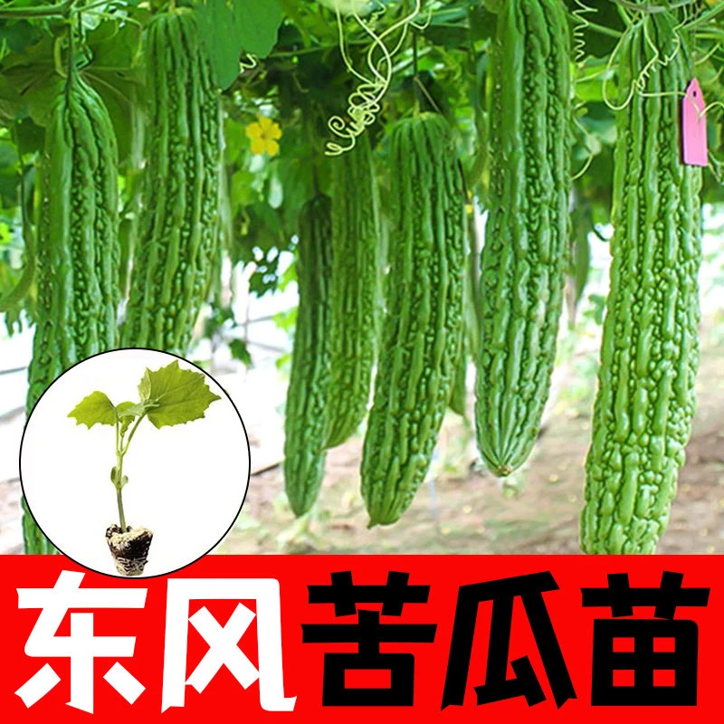 绿苦瓜苗子种子秧苗长白苦瓜苗阳台露天种植春天长款苦瓜苗