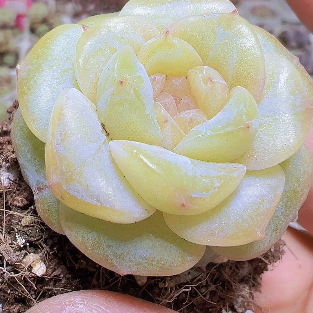 玉盏19包邮也哦肉植物