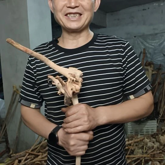 余***哥稳定木高山 檬子木文玩料