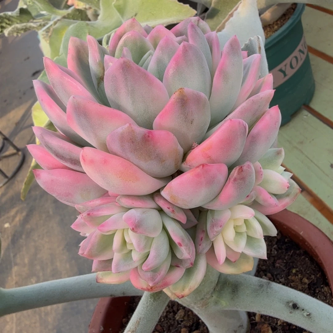 冰月亮锦捧花锦上园艺一物一拍