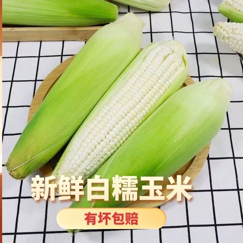 东北当季新鲜带壳白糯玉米香甜可口可煮可蒸当季美味