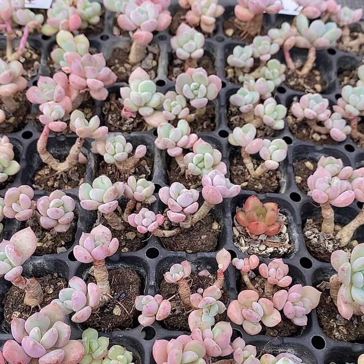 12 多肉植物盆栽花卉