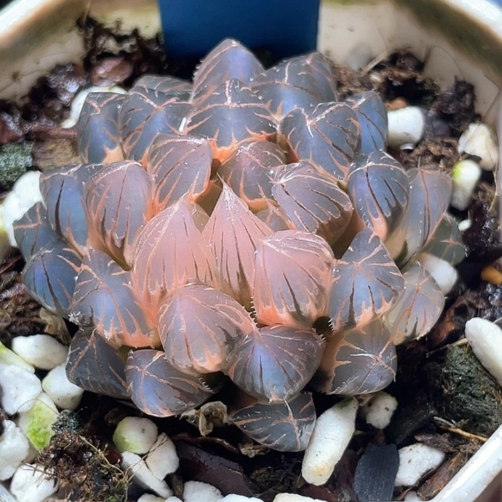 517糊斑霓虹灯锦母本级别
