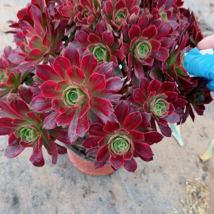 169安娜多肉植物