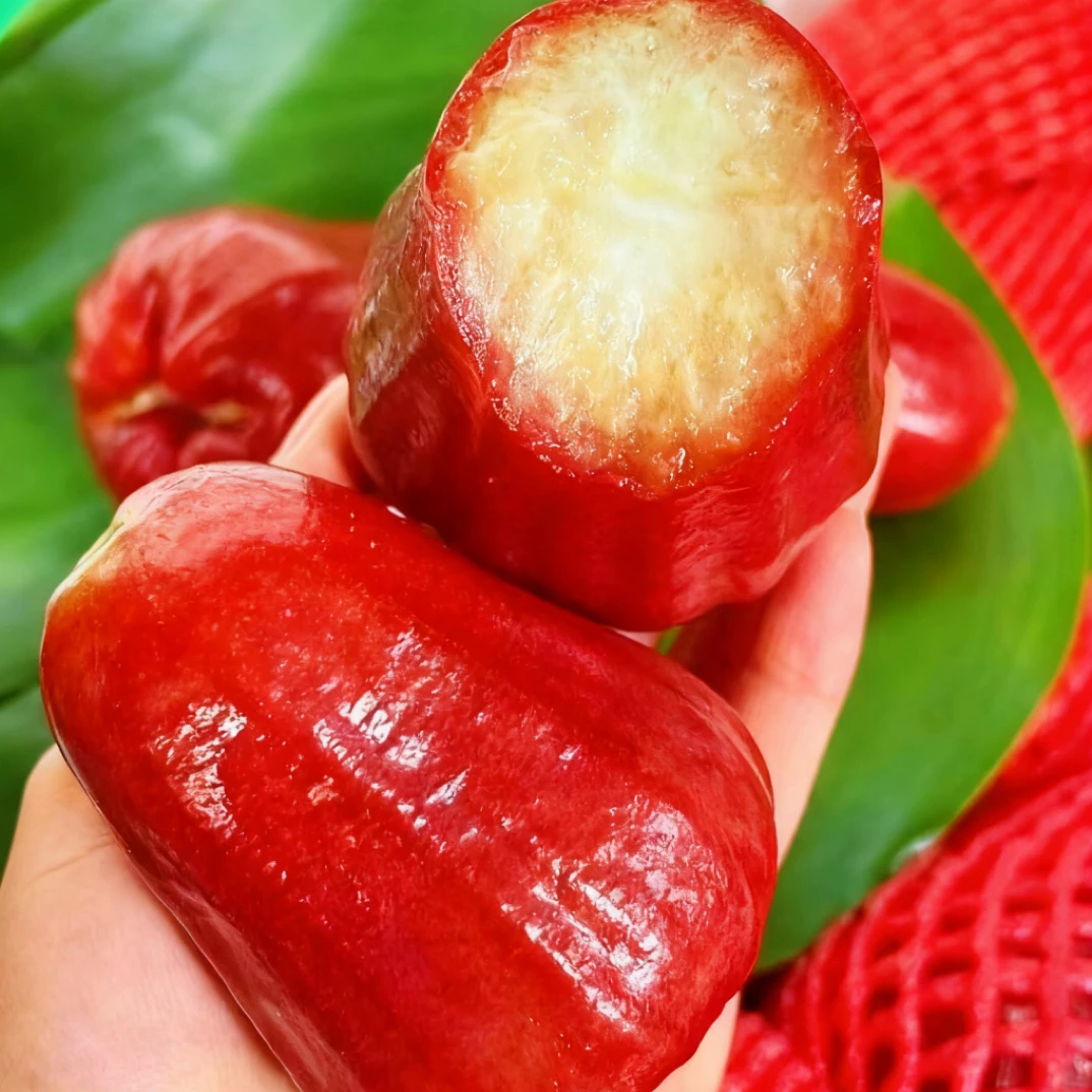 海南黑金刚莲雾新鲜应季清甜脆爽多汁热带水果