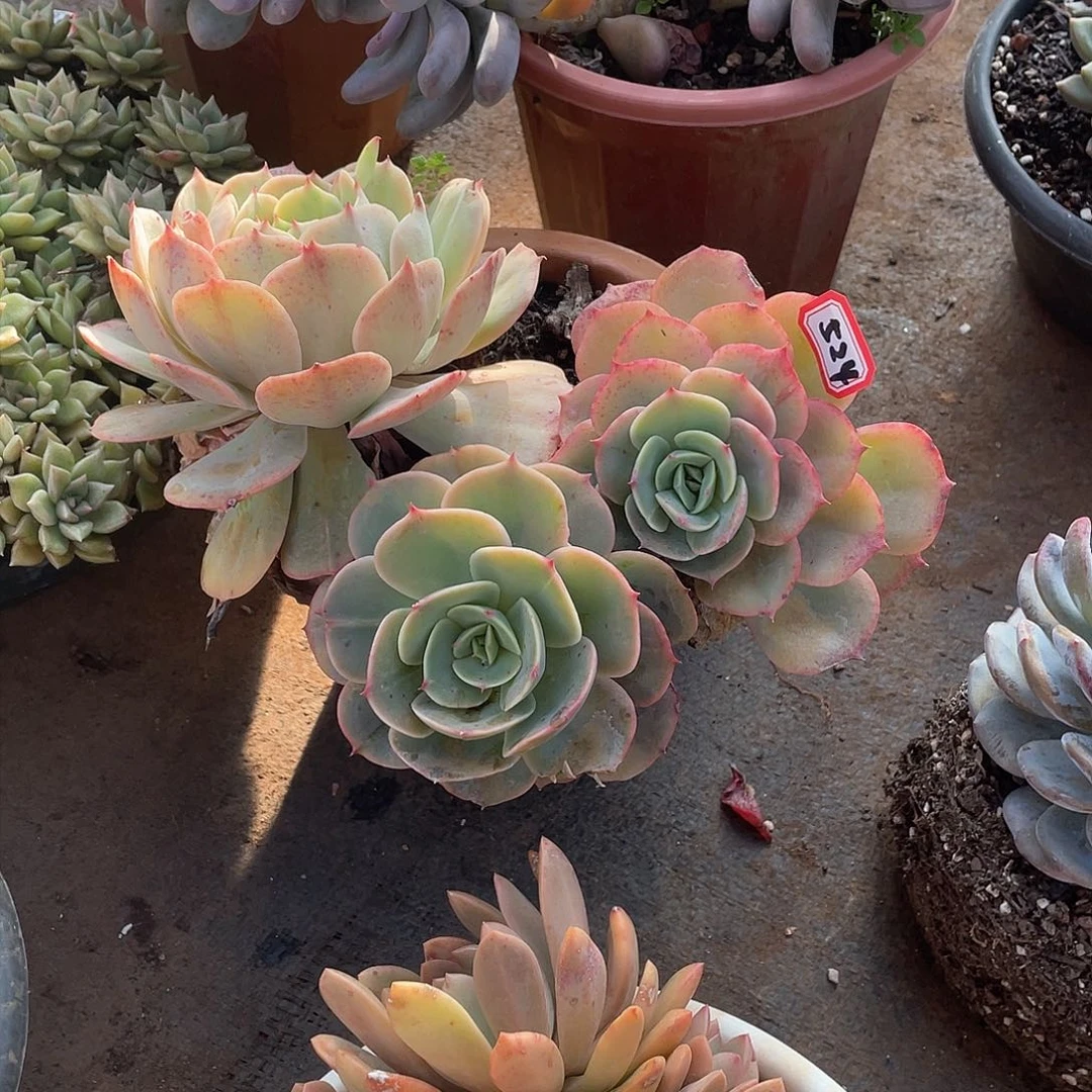 524白雪 一物一拍多肉