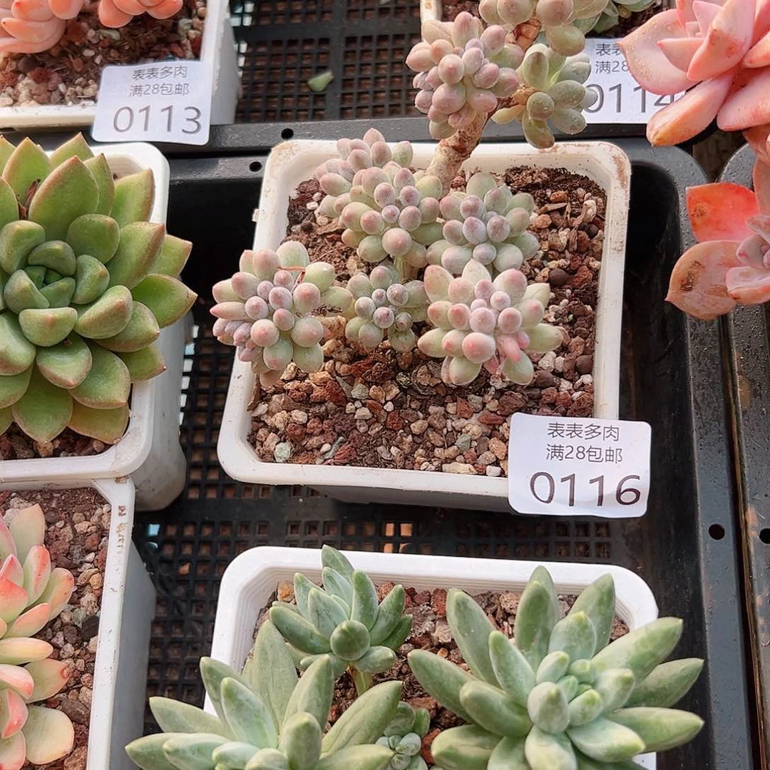 莣***多肉一物一拍植物0116