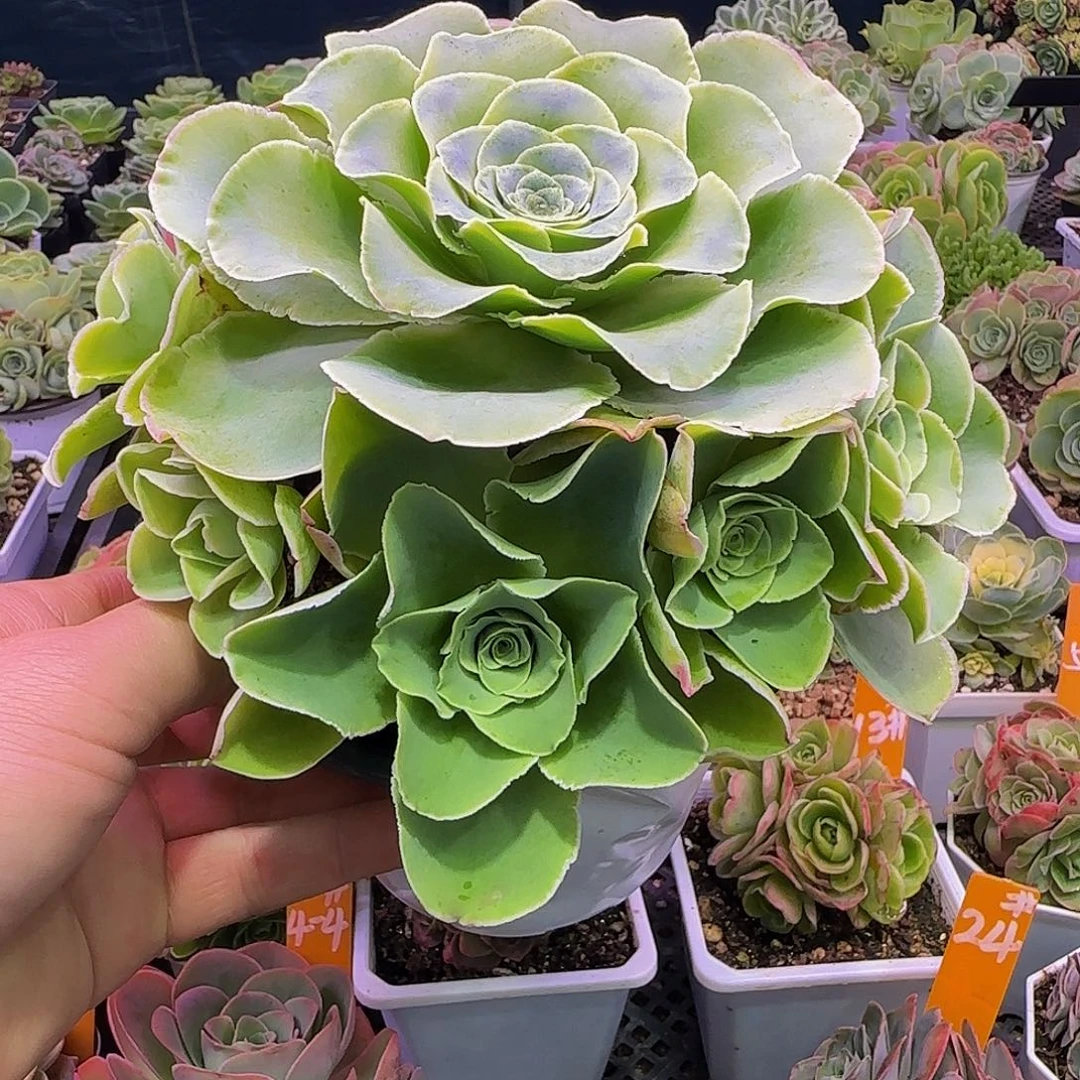 神语蕾丝模特 事妈不准买