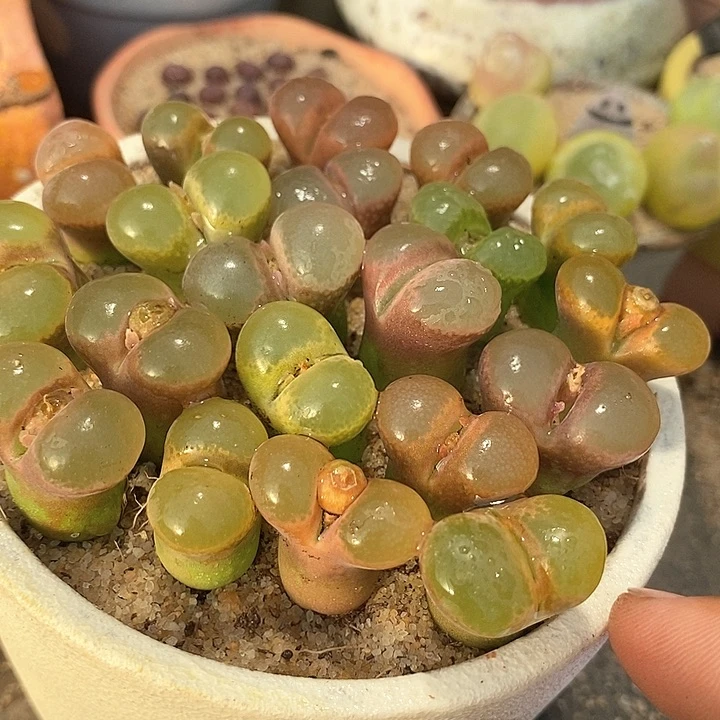 六年份粉红少女风铃一颗