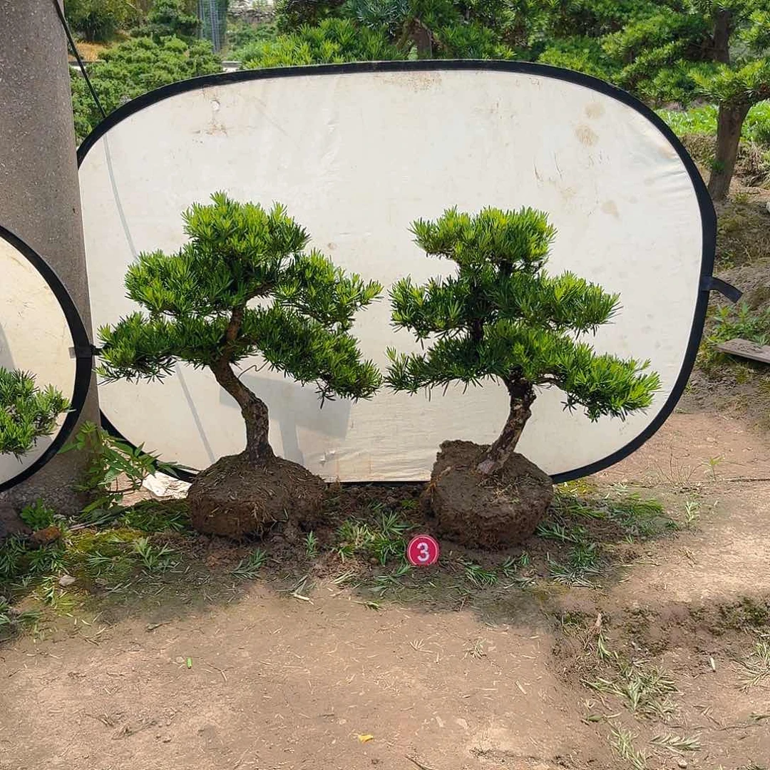 无花朵紫****^14785236988566985666