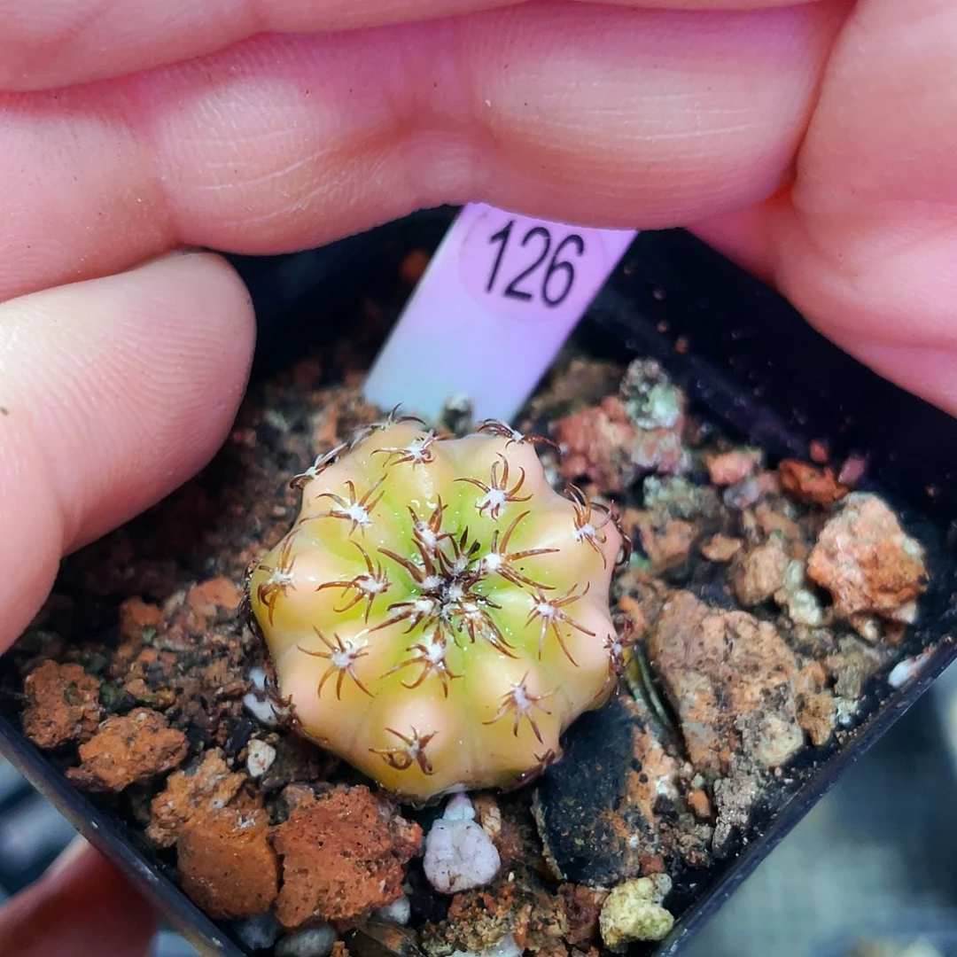 非偏远地区满25包邮仙人球裸根