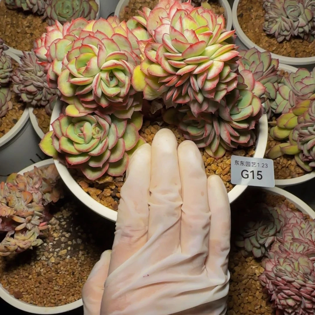 做*己g g g g g g g g g 15