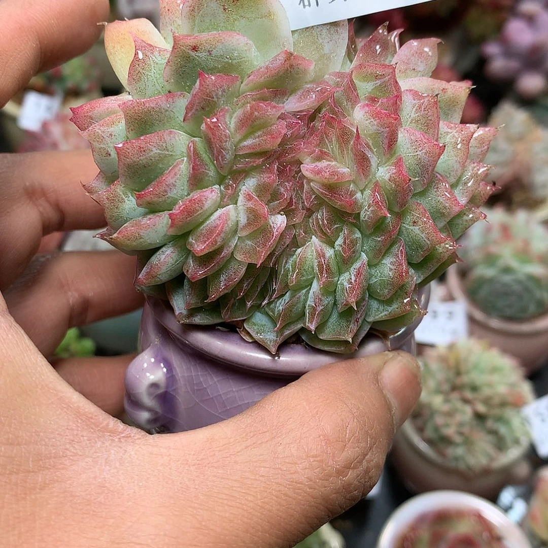 精控拇指盆11.24818