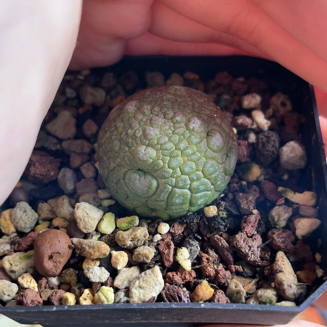 2.7cm实生灵缇玉带盆