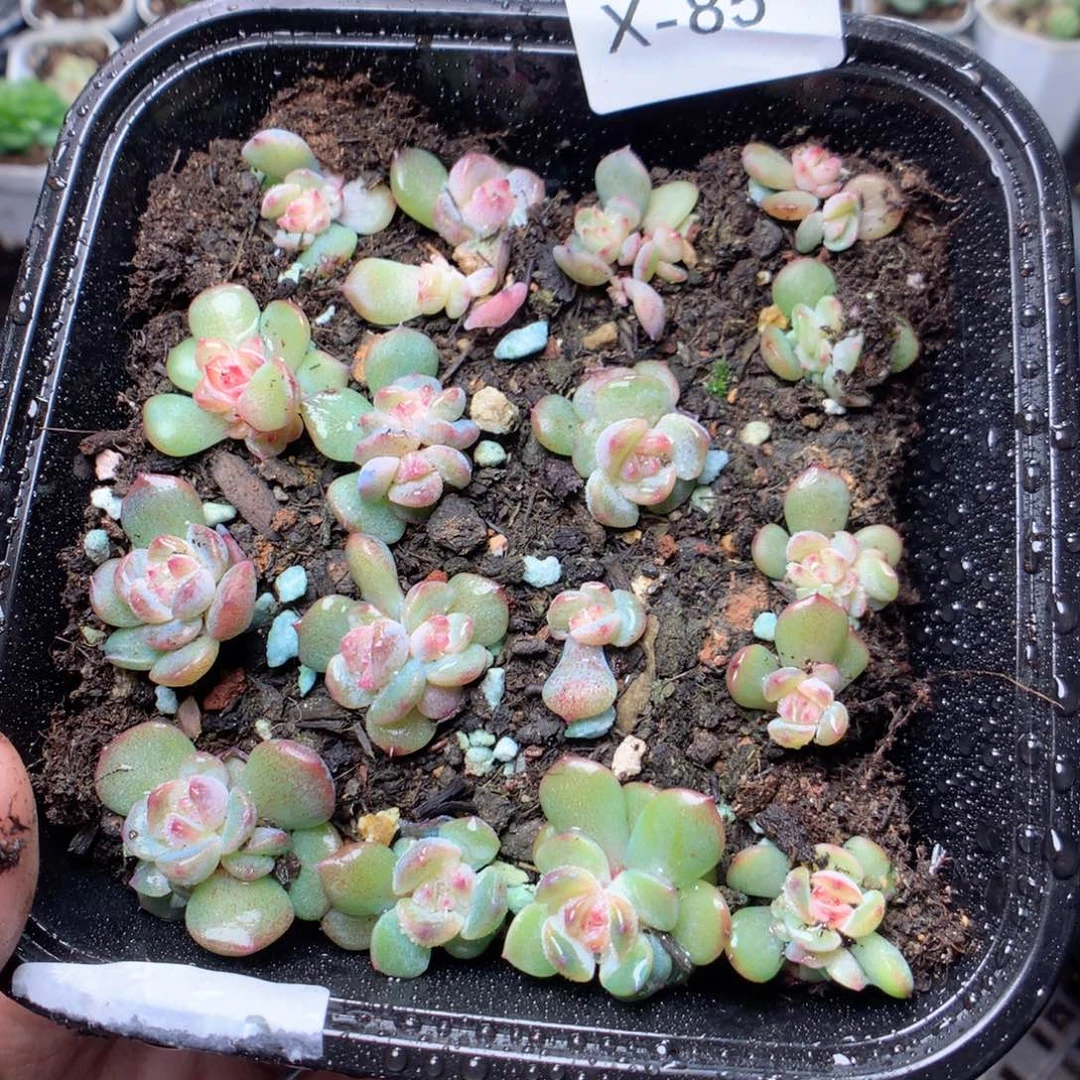 无花朵x85黛玉uyyyyyyy